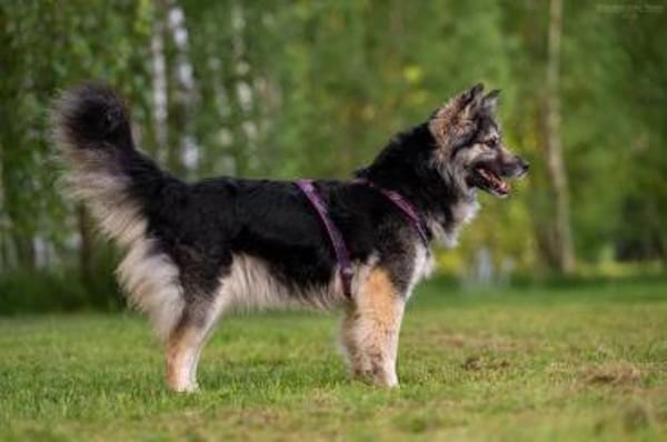 Wuschelige FREYA sucht ein Zuhause