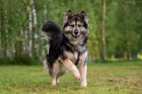 Wuschelige FREYA sucht ein Zuhause