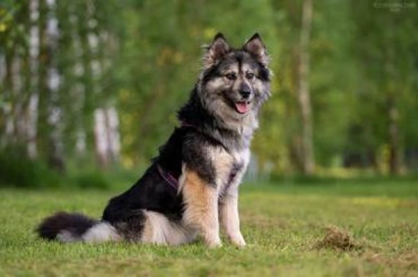Wuschelige FREYA sucht ein Zuhause