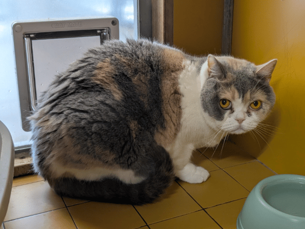 PEPITA A17487