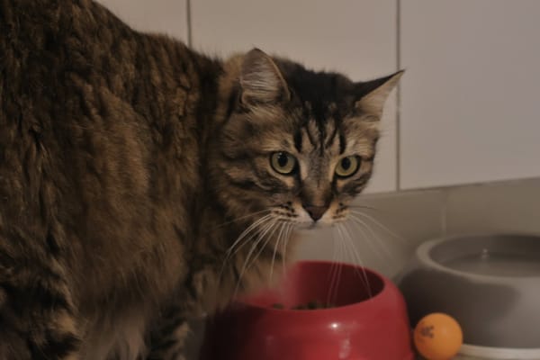 Pistache