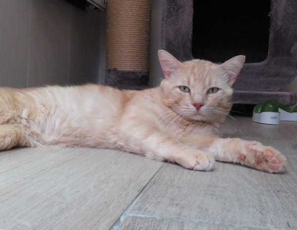 CARAMEL