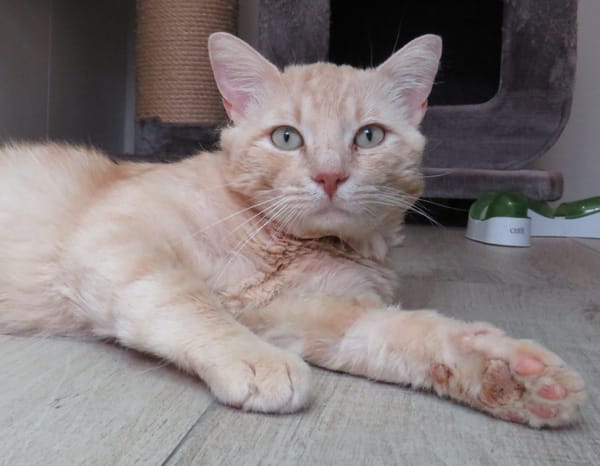 CARAMEL