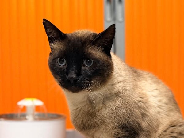 HERMES FIV+
