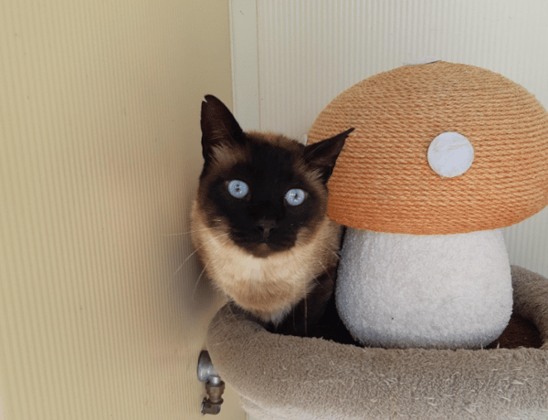 HERMES FIV+
