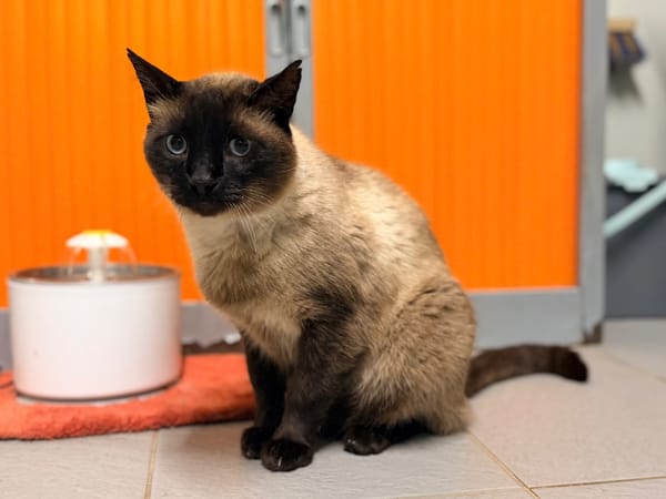 HERMES FIV+