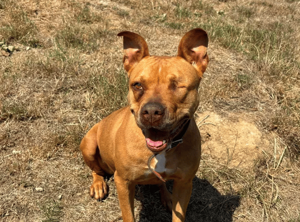 ROXY