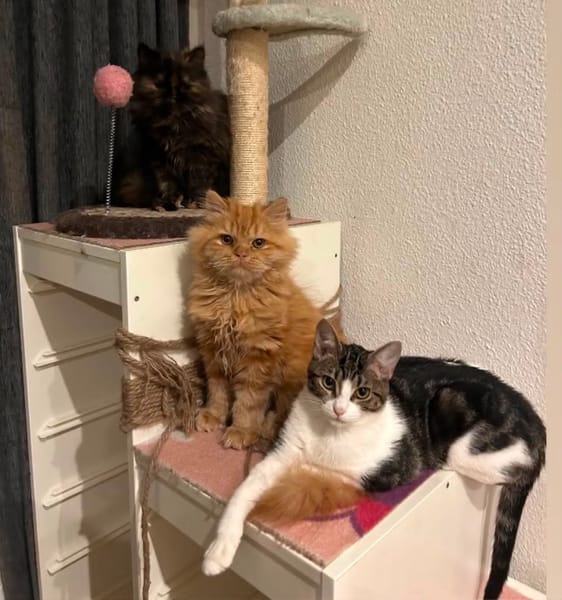 ARES et NOAA