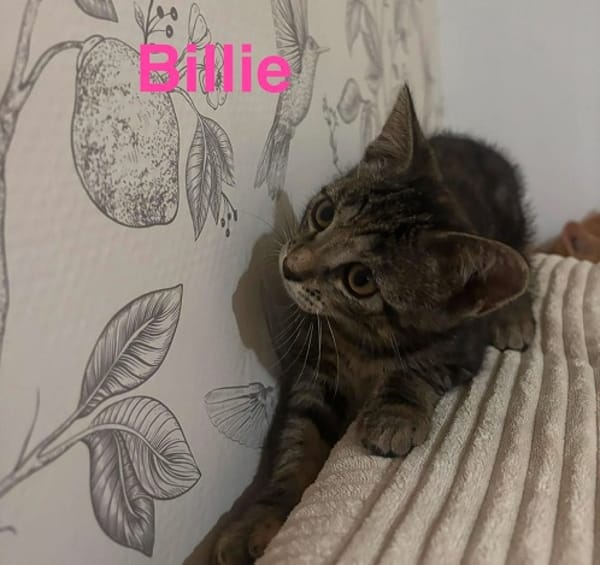 BILLIE   A réserver