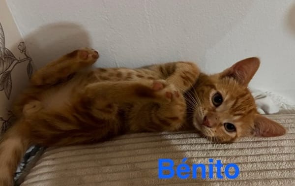 BENITO  A réserver