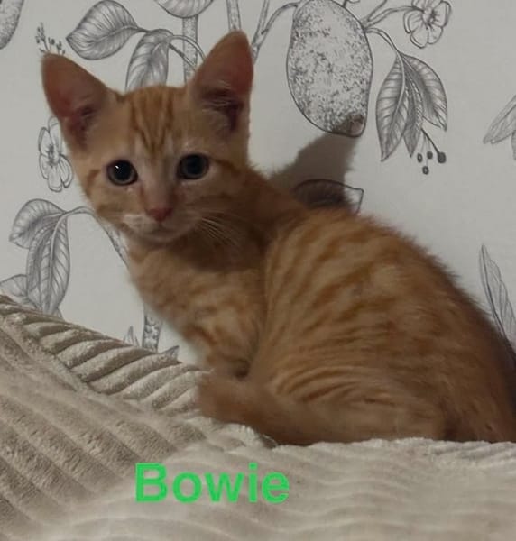 BOWIE  A réserver