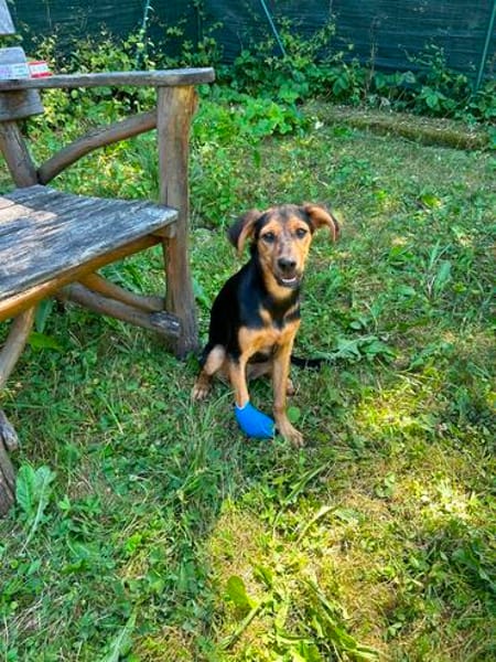 Zuhause gesucht für Juki