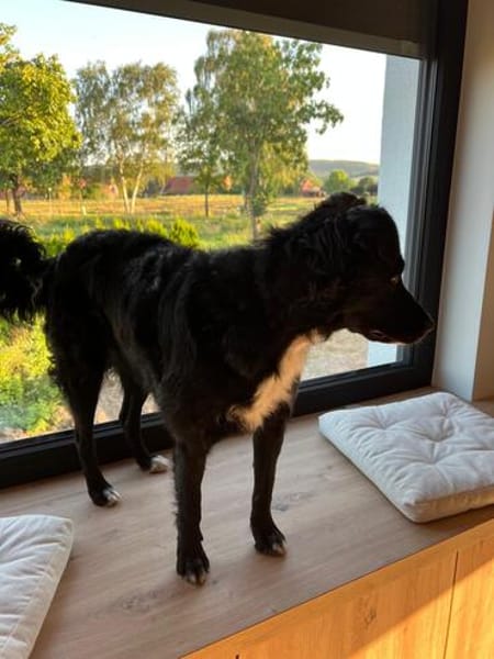 Unsere liebe Änni sucht ihr Zuhause