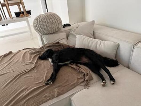 Unsere liebe Änni sucht ihr Zuhause