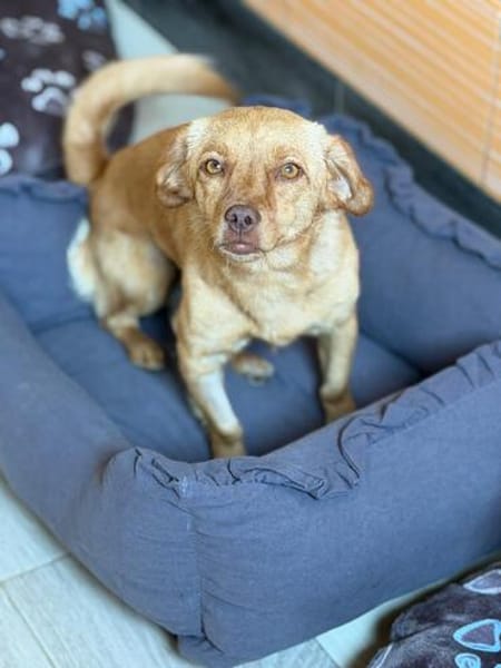 NALA sucht ihr Zuhause