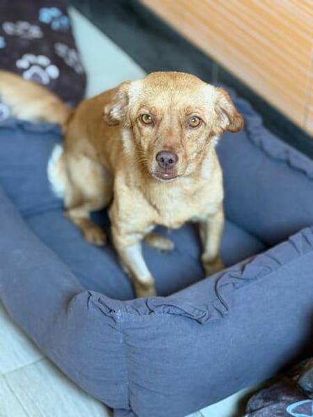 NALA sucht ihr Zuhause