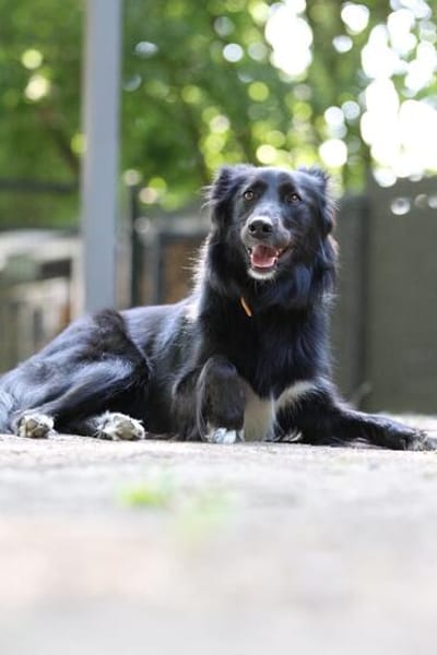 Sunita sucht ihr Für-Immer-Zuhause!