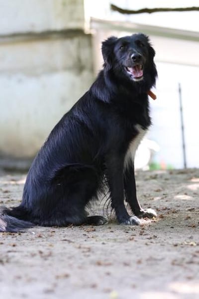 Sunita sucht ihr Für-Immer-Zuhause!