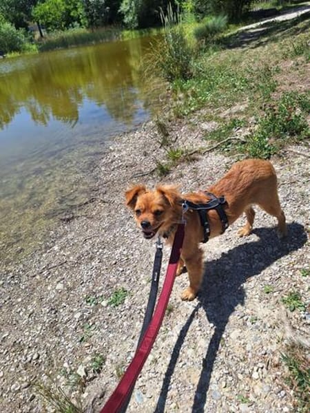 Josie, kleine Zaubermaus❤ sucht ihre Familie