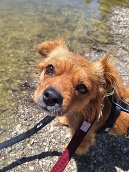 Josie, kleine Zaubermaus❤ sucht ihre Familie