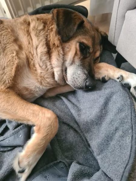 Ferris sucht ein schönes Zuhause