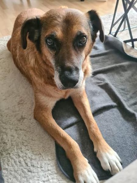 Ferris sucht ein schönes Zuhause