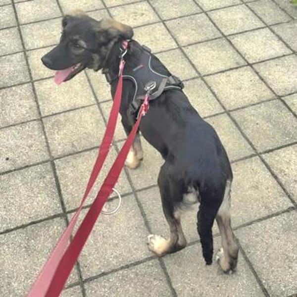 Kyra💕wartet in 58313 Herdecke
