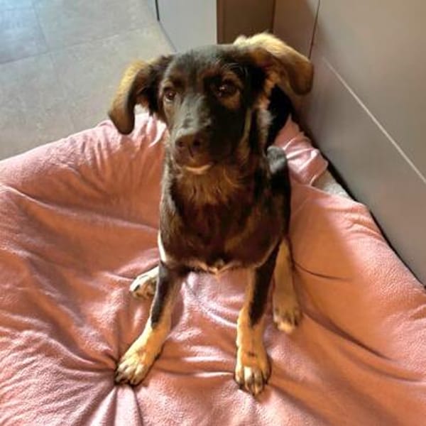 Kyra💕wartet in 58313 Herdecke