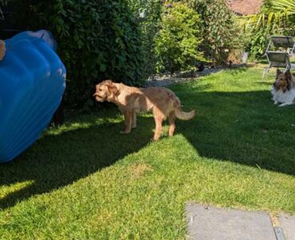 Judy sucht ihre Familie