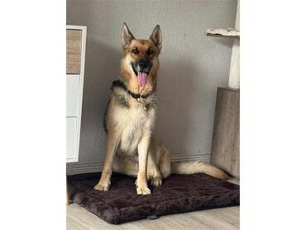 Nala - wartet in 24537 Neumünster