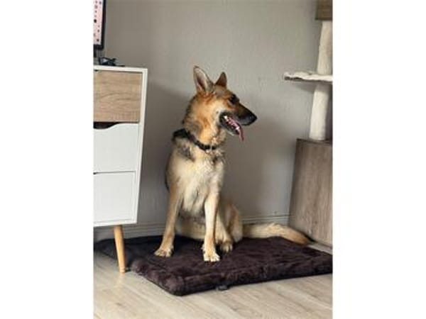 Nala - wartet in 24537 Neumünster