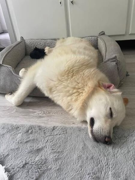 Süße Snowi sucht liebevolles Heim