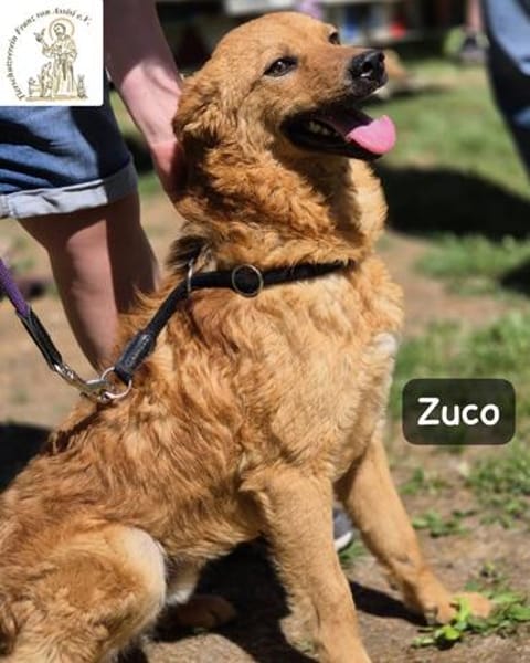 Zuco  jung, klug, charmant