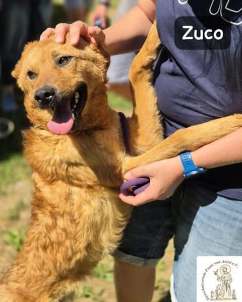 Zuco  jung, klug, charmant