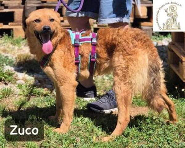 Zuco  jung, klug, charmant