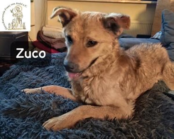Zuco  jung, klug, charmant