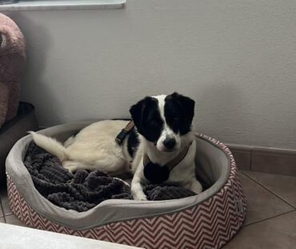 Nika  Niedliche Maus sucht ihr Zuhause