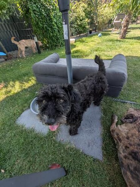 Pudelmix Malu sucht ihre Familie