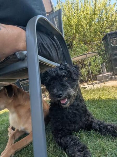 Pudelmix Malu sucht ihre Familie
