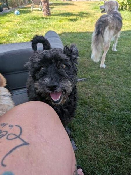 Pudelmix Malu sucht ihre Familie