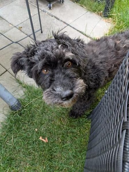 Pudelmix Malu sucht ihre Familie