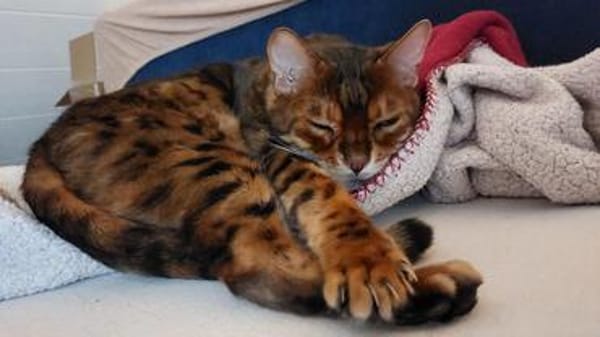 lieber Bengalkater in Riedstadt