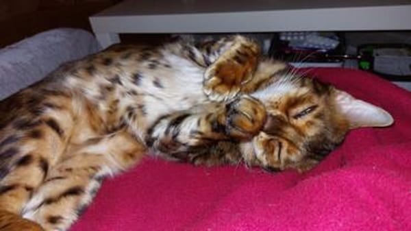 lieber Bengalkater in Riedstadt