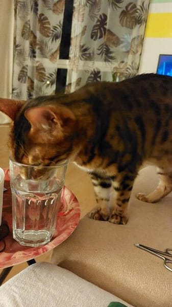 lieber Bengalkater in Riedstadt