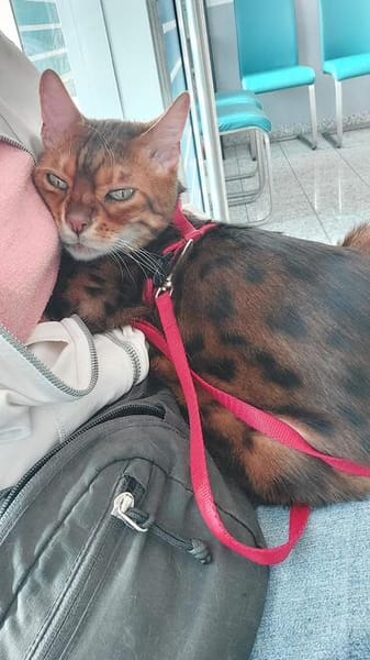 lieber Bengalkater in Riedstadt