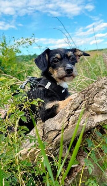 Millie sucht ab Ende Juli ihr erstes eigenes Zuhause