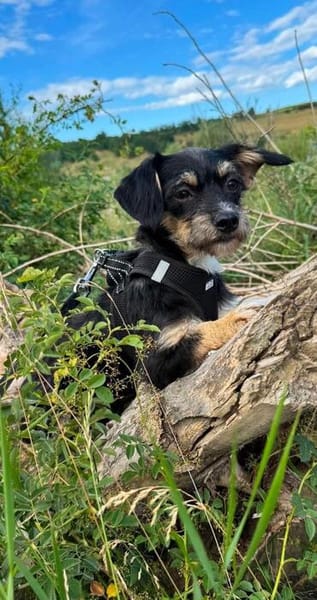 Millie sucht ab Ende Juli ihr erstes eigenes Zuhause