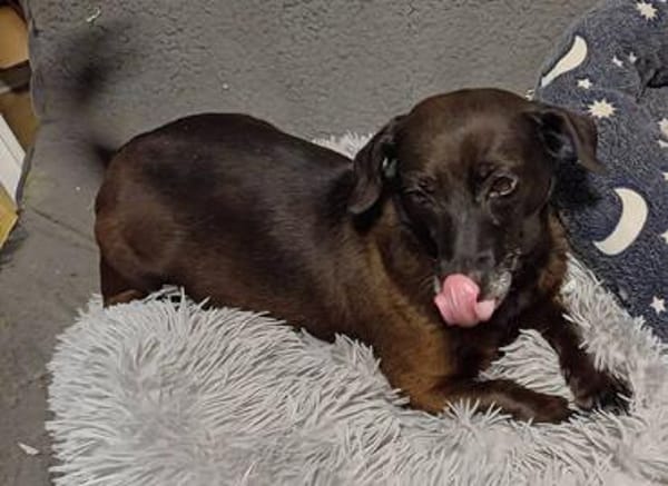 Molly sucht ihr Für-immer-Zuhause