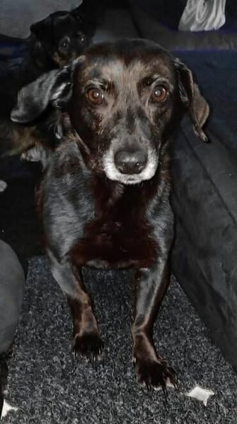 Molly sucht ihr Für-immer-Zuhause