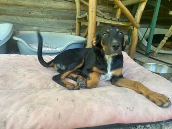 Zuhause gesucht für Jako